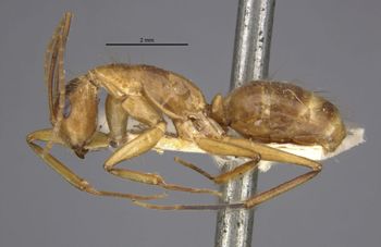 Media type: image;   Entomology 21483 Aspect: habitus lateral view